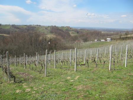 Člani TND Razkrižje obdelujejo vinograd v Šprincu 7